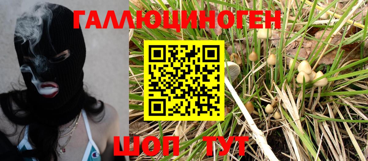 Псилоцибиновые грибы Psilocybe Каменск-Уральский